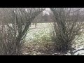 Thumbnail for 5 Uses for Purple Osier Willow (Salix purpurea) on the farm
