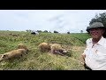 Thumbnail for Greg Judy interviews Mangalitsa hog producer Dennis McDonald of Galt Missouri.