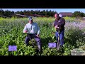 Thumbnail for Purple Top Turnip and Vivant Hybrid Turnip - Test Plots 2019