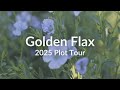 Thumbnail for Golden Flax - Cover Crop Test Plot Tour 2025