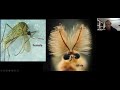 Thumbnail for Insects a little known force of nature shaping your farmland Mike Bredeson, PhD