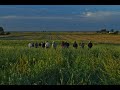 Thumbnail for From Cover to Cover: A Systems Approach to Cover Cropping