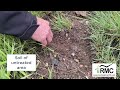 Thumbnail for Bale Grazing