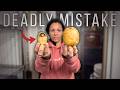 Thumbnail for This Common Root Cellar Mistake Can Be DEADLY (easy fix!)