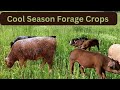 Thumbnail for Cool Season Forage Cover Crops for Pigs and Cows