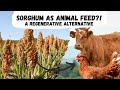 Thumbnail for Sorghum: An Alternative for Animal Feed in Regenerative Agriculture