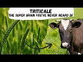 Thumbnail for Triticale: the Supergrain that You've Never Heard of