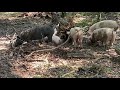 Thumbnail for Pigs in the Woods: Breaking Apart Logs and Rooting Stumps