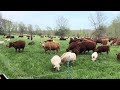 Thumbnail for Greg and crew have flerd moving twice per day with one 12-inch high...