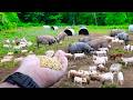 Thumbnail for They Grind Their Own Feed and Farrow Pigs! Hickory Nut Gap Farm Tour