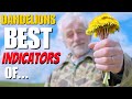 Thumbnail for DANDELIONS are the BEST INDICATORS of...