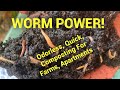 Thumbnail for Worm Bins, Closed Systems, and The Ecological Benefit of NOT Recycling