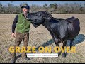 Thumbnail for Southern Grassfed - Growing a Grass Finished Beef Business