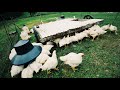 Thumbnail for How to Grew 473 LBS of Chicken in 58 Days