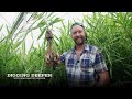 Thumbnail for Ginger In The Market Garden | #2 Most Profitable Crop