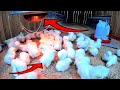 Thumbnail for How to raise baby Chicks...great ideas for healthy flocks!