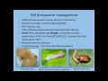 Thumbnail for Insect management in organic grain crops