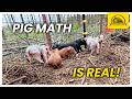 Thumbnail for Pig Math Strikes Again: 5 Boars, More Sows, and Lots of Piglets