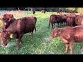 Thumbnail for Greg and crew split cow herd into two different herds to help control the...