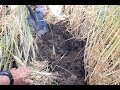 Thumbnail for Antimicrobial Agriculture