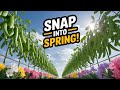 Thumbnail for Snap, Snow, or Shelling? Master Growing Every Type of Pea Easily