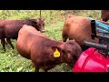 Thumbnail for The bull mob are given the brush forest to graze for 1 day.