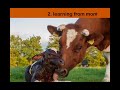Thumbnail for Silvopasture: Intro to Tree Fodder