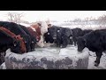 Thumbnail for Grazing Cover Crops: Water Management When Grazing Cover Crops