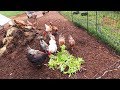 Thumbnail for What 355 Farm Animals Eat in a Day
