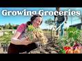 Thumbnail for How To Grow A TON OF FOOD Without Burning Out (part 1)