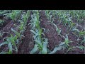 Thumbnail for Strategies for Implementing Cover Crops