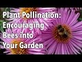 Thumbnail for Plant Pollination - How to Encourage Pollinating Bees into Your Garden