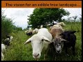Thumbnail for Tree Fodders in Silvopasture, 11/2018 Webinar
