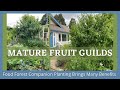 Thumbnail for A Look at One of My Mature Food Forest Guilds: Companion Planting Conserves Water