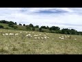 Thumbnail for Parasite resistant, hot wire broke ewe lambs available for your farm!