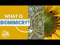Thumbnail for Biomimicry - Learning from Nature
