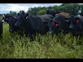 Thumbnail for Public Lands Grazing 101: Beyond the Upper Midwest