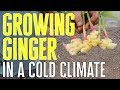 Thumbnail for Ginger CAN Be Grown In A Cold Climate - Here's How!