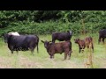 Thumbnail for Rebuilding soil with livestock: one farmer's story