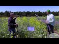Thumbnail for Cool Season Pollinator Mix - Test Plots 2019