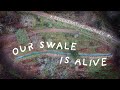 Thumbnail for #11 A Storm tested us! +  Agroforest Slopes Planted & Bokashi Made for the...