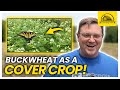 Thumbnail for The Most Versatile Cover Crop: Buckwheat