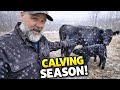 Thumbnail for Forget Everything You've Heard about CALVING SEASON! Common Sense Cattle!