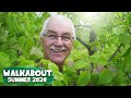 Thumbnail for Jungle Season Summer Walkabout in the Permaculture Orchard.