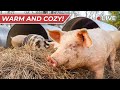 Thumbnail for Raising Pigs in the Winter