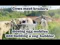 Thumbnail for Cows back on our land, moving birds and building a bubbler