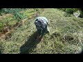 Thumbnail for More Than Mulch | Mais do que Solo Coberto