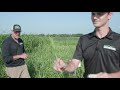 Thumbnail for Cover Crop Test Plot Tour