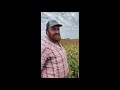 Thumbnail for Raising Milo with ZERO nitrogen.  How can that be?
