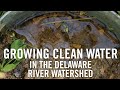 Thumbnail for Growing Clean Water in the Delaware River Watershed